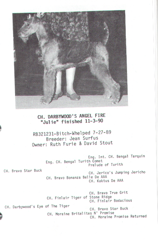 US CH Darbywood's Angel Fire